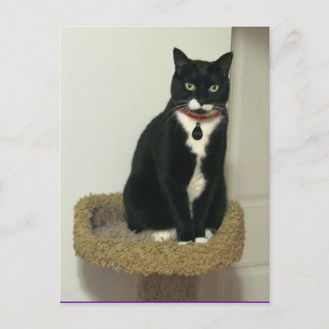 Serious Lucy Postkarte (Vorderseite)