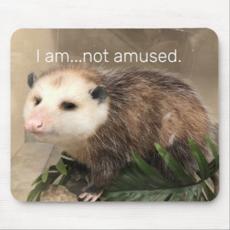 Serious possum mousepad