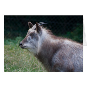 Serow japonais