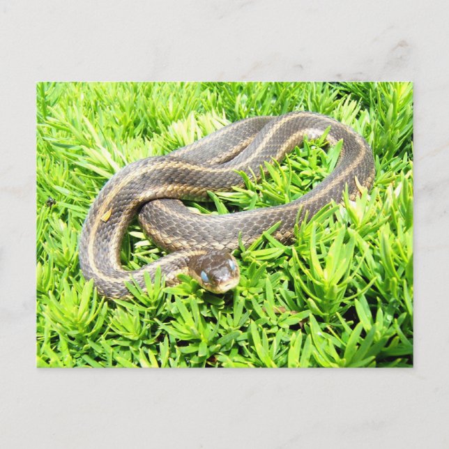 Serpent aux yeux bleus ~ carte postale (Devant)