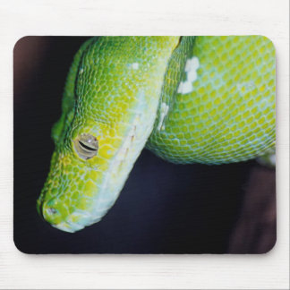 Serpents sur un tapis de souris