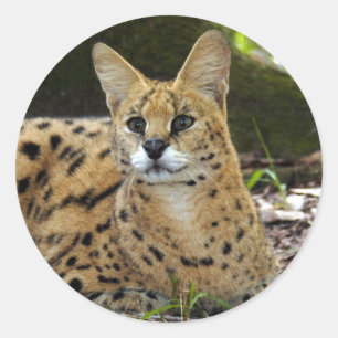 serval 015 runder aufkleber