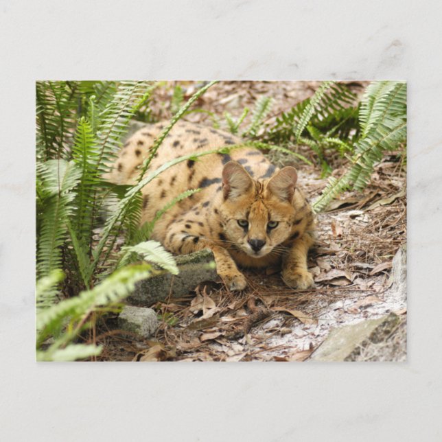 serval 019 postkarte (Vorderseite)
