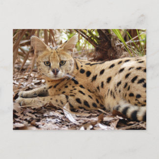 serval 025 postkarte