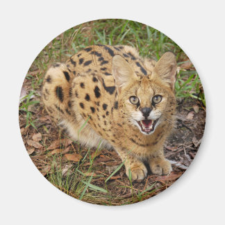 Serval 044 magnet