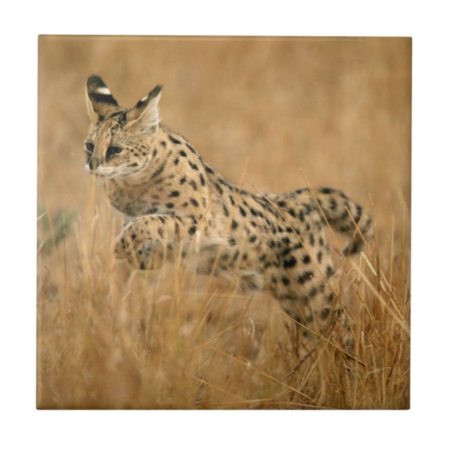 Serval Fliese (Vorderseite)