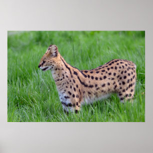 Serval im Gras Poster