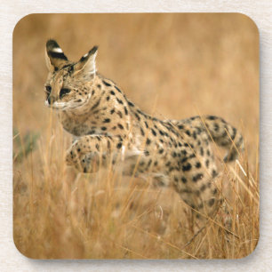 Serval (Leptailurus Serval) beim Springen Untersetzer
