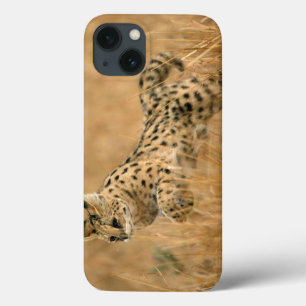 Serval (Leptailurus Serval) springt title_seo2