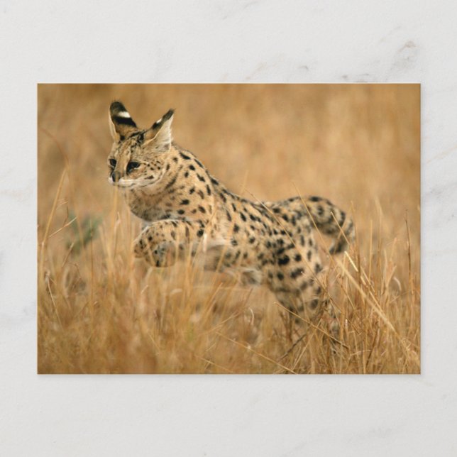 Serval (Leptailurus Serval) springt Postkarte (Vorderseite)