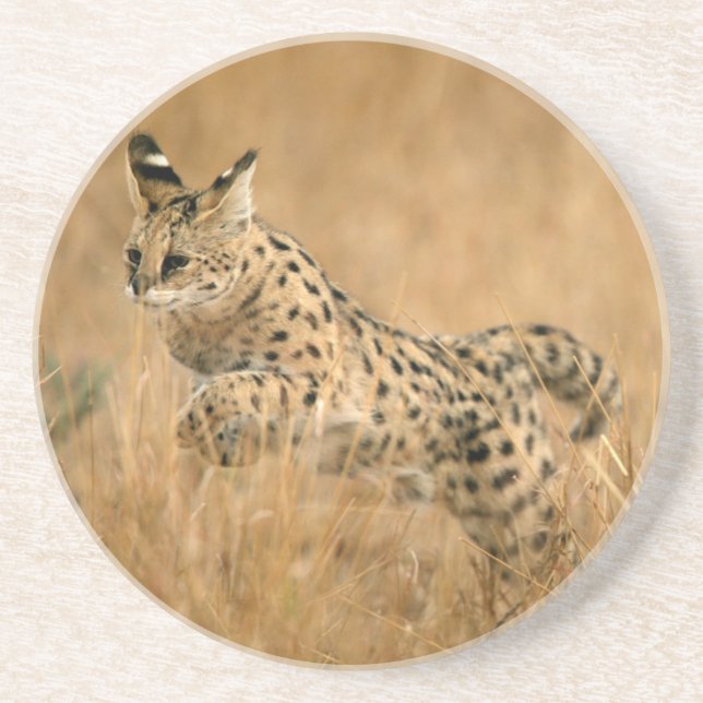 Serval (Leptailurus Serval) springt Untersetzer (Vorne)