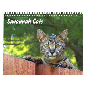 Serval Savannah Cat Calendar Kalender