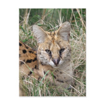 Servalkatze, die sich im Gras entspannt