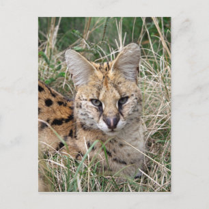 Servalkatze entspannt sich im Gras Postkarte