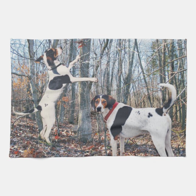 Serviette de cuisine de Coonhound de marcheur de (Horizontal)