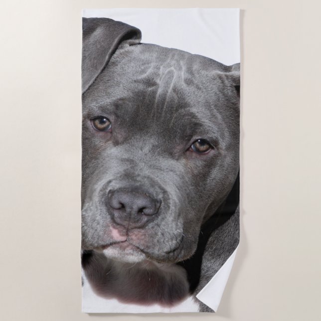 Serviette De Plage American Pit Bull Terrier (Devant)