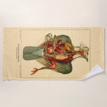 Anatomie d'un pigeon