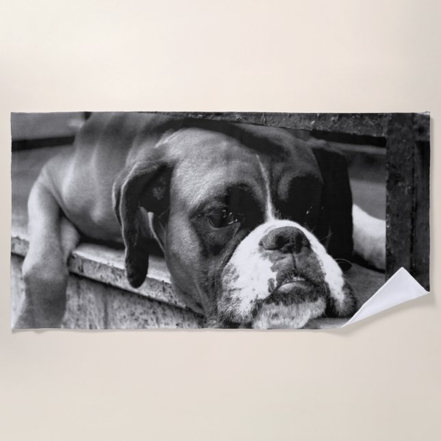 Serviette De Plage Boxer Dog On Windowsill btcn Beach Towne (Devant)