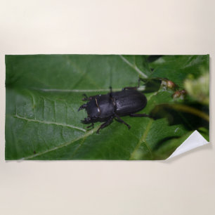 Serviette De Plage Dorcus parallelipipedus, le moindre dendroctone du