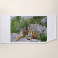 Portrait photo d'un tigre de Sibérie