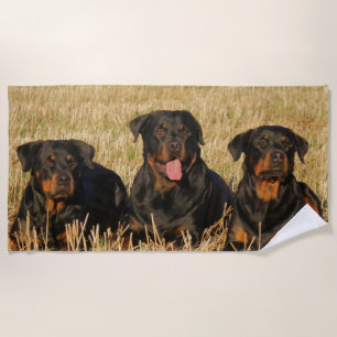 Serviette De Plage Trois chiens Rottweiler - Pack de Rotties