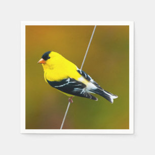 Serviette En Papier American Goldfinch - Photo originale