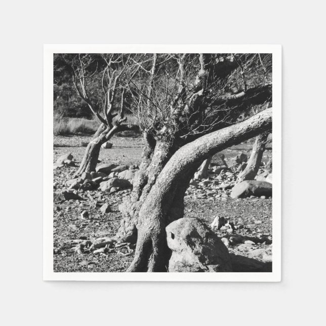 SERVIETTE EN PAPIER ARBRES NOIRS ET BLANCS (Devant)