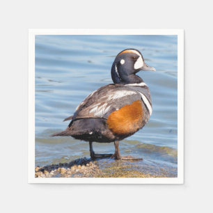 Serviette En Papier Beau canard arlequin sur le rocher