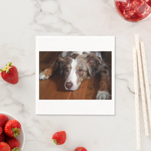 Serviette En Papier berger australien merle rouge couché