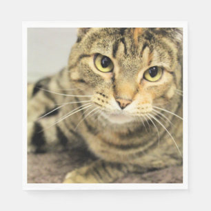 Serviette En Papier Cat