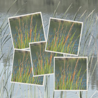 Cattails Waterfront Lac photographique