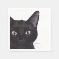 Chat, Portrait de Gus