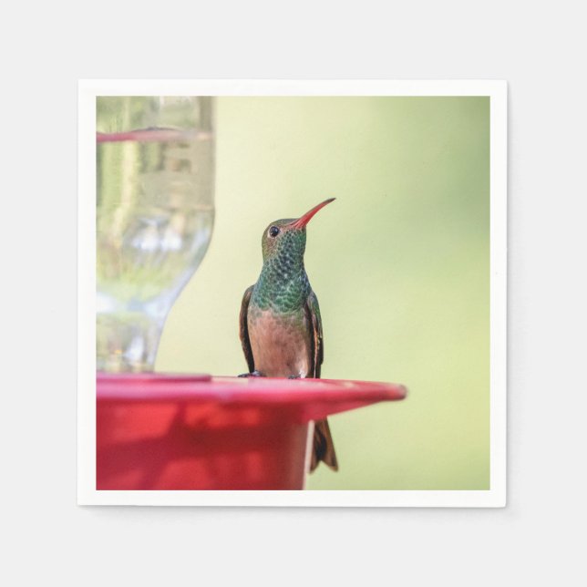 Serviette En Papier Colibri à ventre cassé au Texas (Devant)