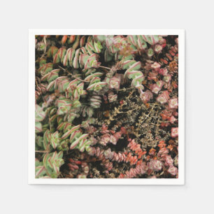 Serviette En Papier Crassula perforata