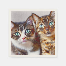 Cute chatons Visages