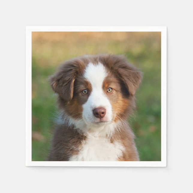 Serviette En Papier Cute Red Tri Australian Shepherd Chien Chien Puppy (Devant)