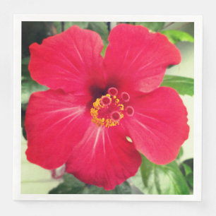 Serviette En Papier Fleur rouge de Hibiscus Rosa-sinensis
