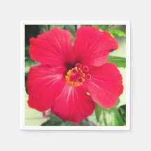 Fleur rouge de Hibiscus Rosa-sinensis