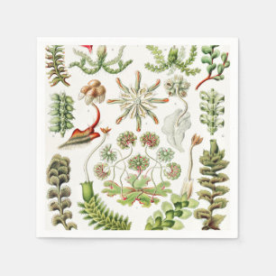 Serviette En Papier Hepaticae Hépatiques par Ernst Haeckel
