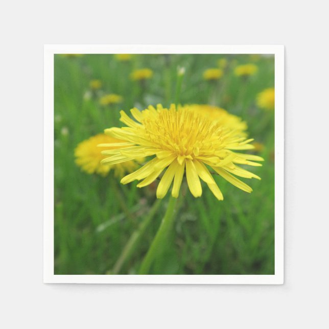 Serviette En Papier jaune, betercup, plante, pissenlit, prairie, (Devant)