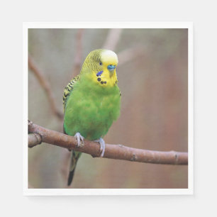 Serviette En Papier Jolie photo Green Budgie