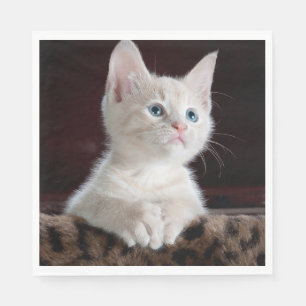 Serviette En Papier Kitten blanc vulnérable