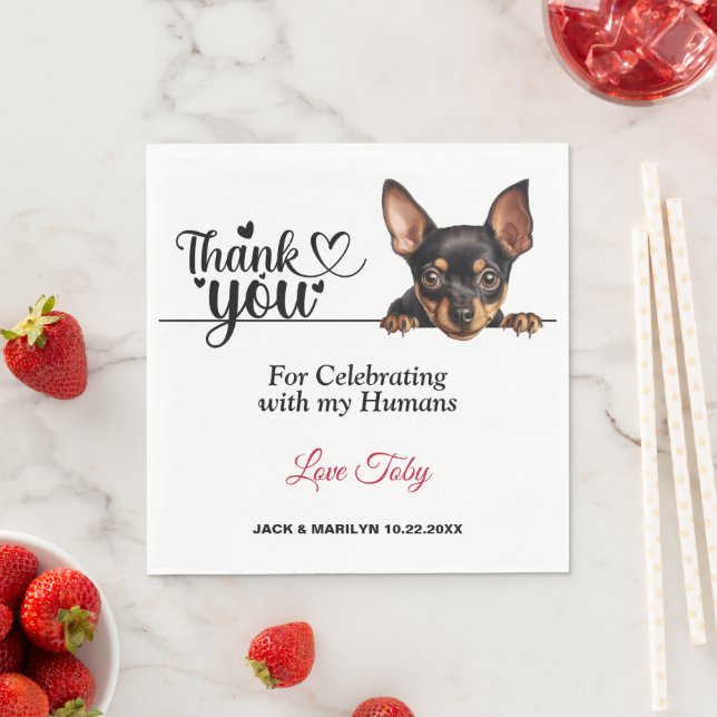 Serviette En Papier Mouchoir en papier pour chien Pinscher Nain (En situation)