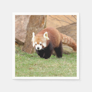 Serviette En Papier Napkins Panda rouge photo, animaux 0461.