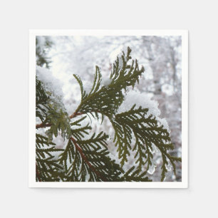 Serviette En Papier Neige sur les branches À feuillage persistant