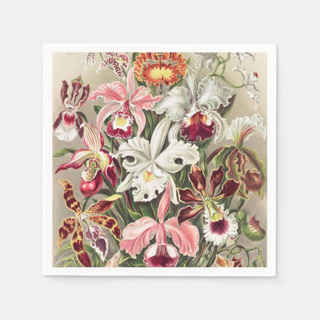 Serviette En Papier Orchidées, Orchideae Denusblumen par Ernst Haeckel (Devant)