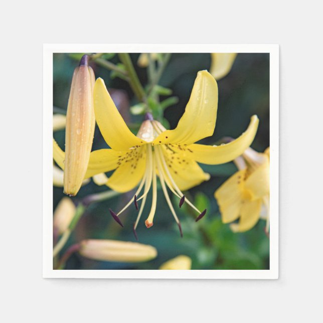 Serviette En Papier Papier (Devant)