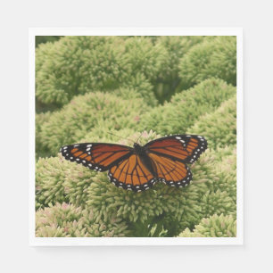 Serviette En Papier Papillon Limenitis Artémis Photographie de la Natu