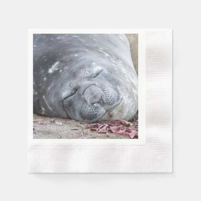 Serviette En Papier Phoque d'éléphant dormant (Devant)