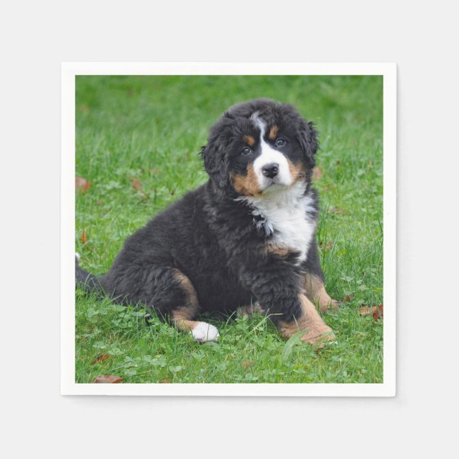 Serviette En Papier Photo Chien de Montagne Bernois (Devant)